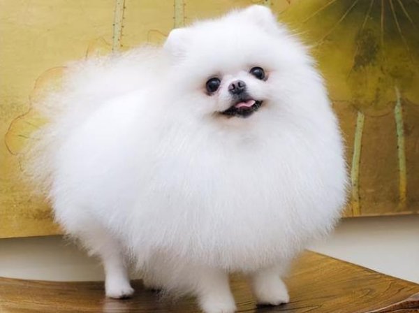 恒盛优配 博美犬被套苹果网袋笑翻全家，女友怒瞪男主，雪球翻白眼神操作